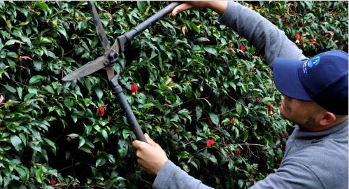 Jardinería